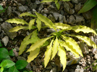 /album/fotogalerie-nabidka/hosta-dragon-tails-jpg1/